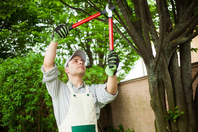 Arborist Tree Service in Reno, NV