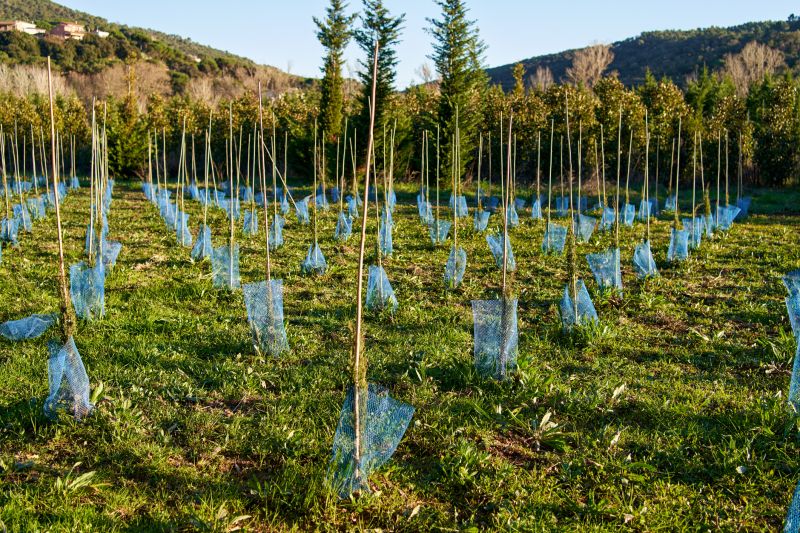 Pine Tree Planting in Ventura County, CA