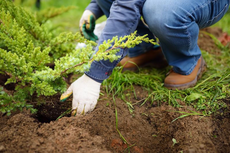 Privacy Trees Planting in Ventura County, CA